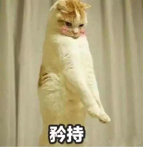 表情包大乱斗 第3张 表情包大乱斗 第3张
